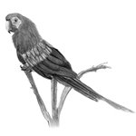 How to Draw a Scarlet Macaw