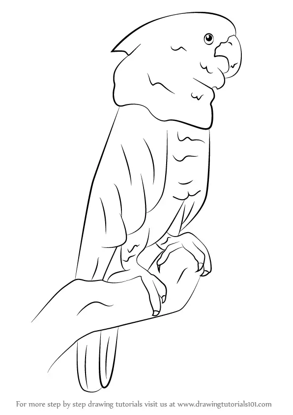 Learn How to Draw a Umbrella Cockatoo (Parrots) Step by Step : Drawing