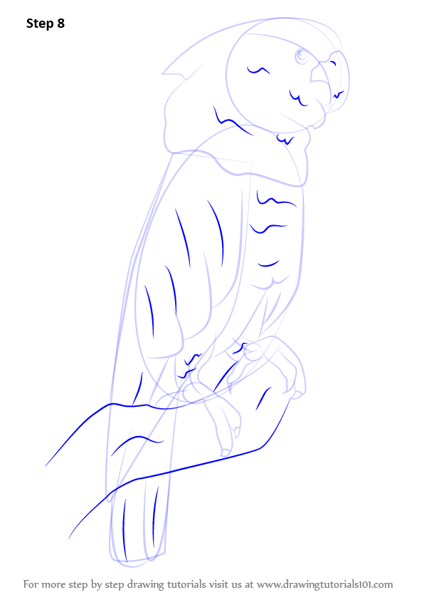 How to Draw a Umbrella Cockatoo (Parrots) Step by Step