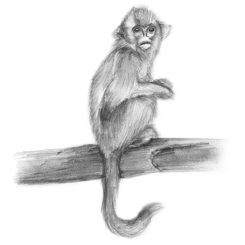 Golden SnubNosed Monkey Pencil Drawing How to Sketch Golden Snub