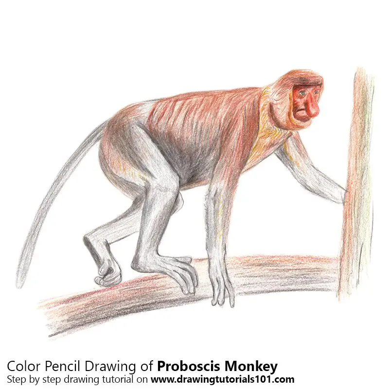 Pencil Sketch of Proboscis Monkey - Pencil Drawing