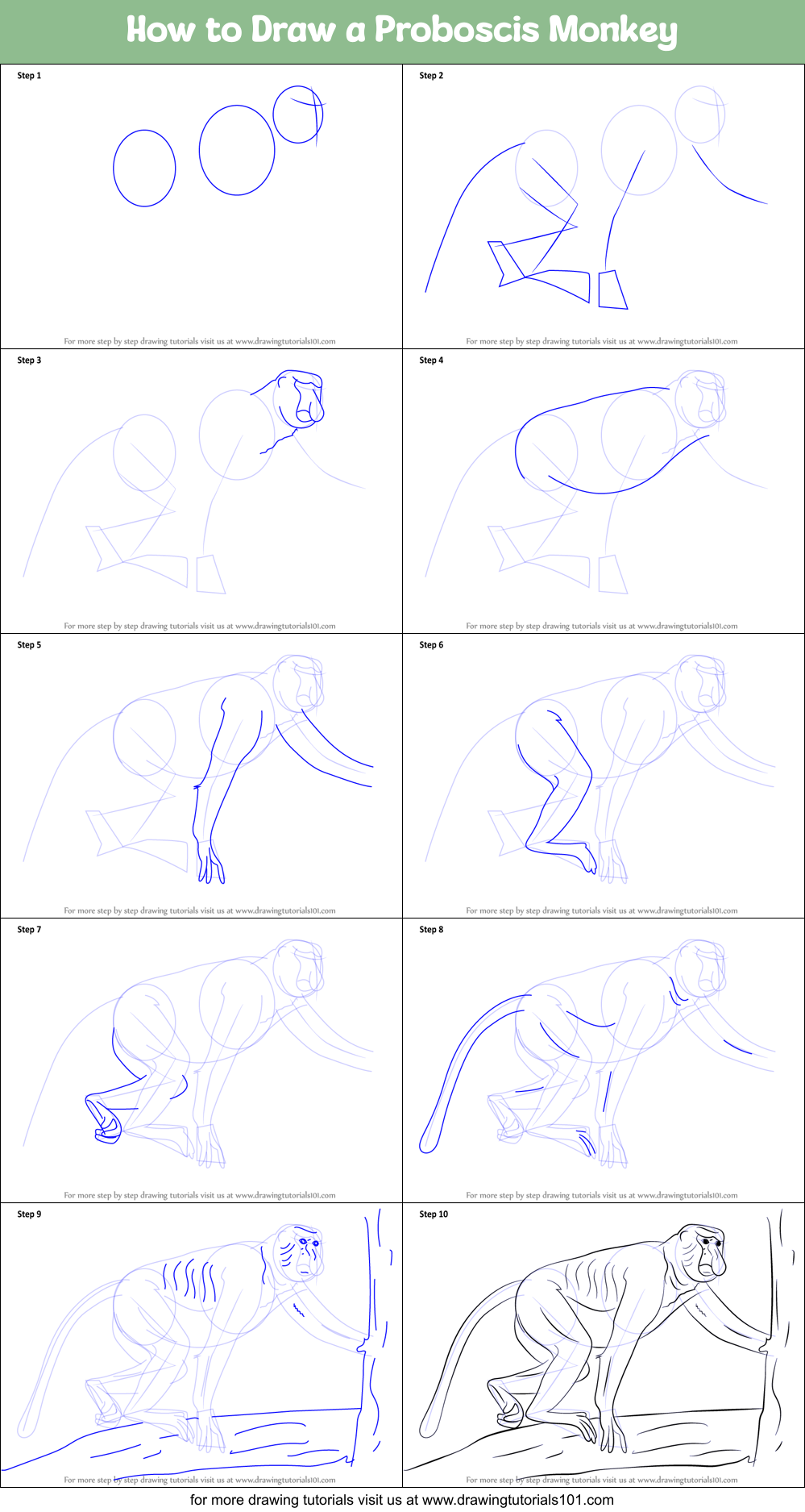How to Draw a Proboscis Monkey Printable Step by Step