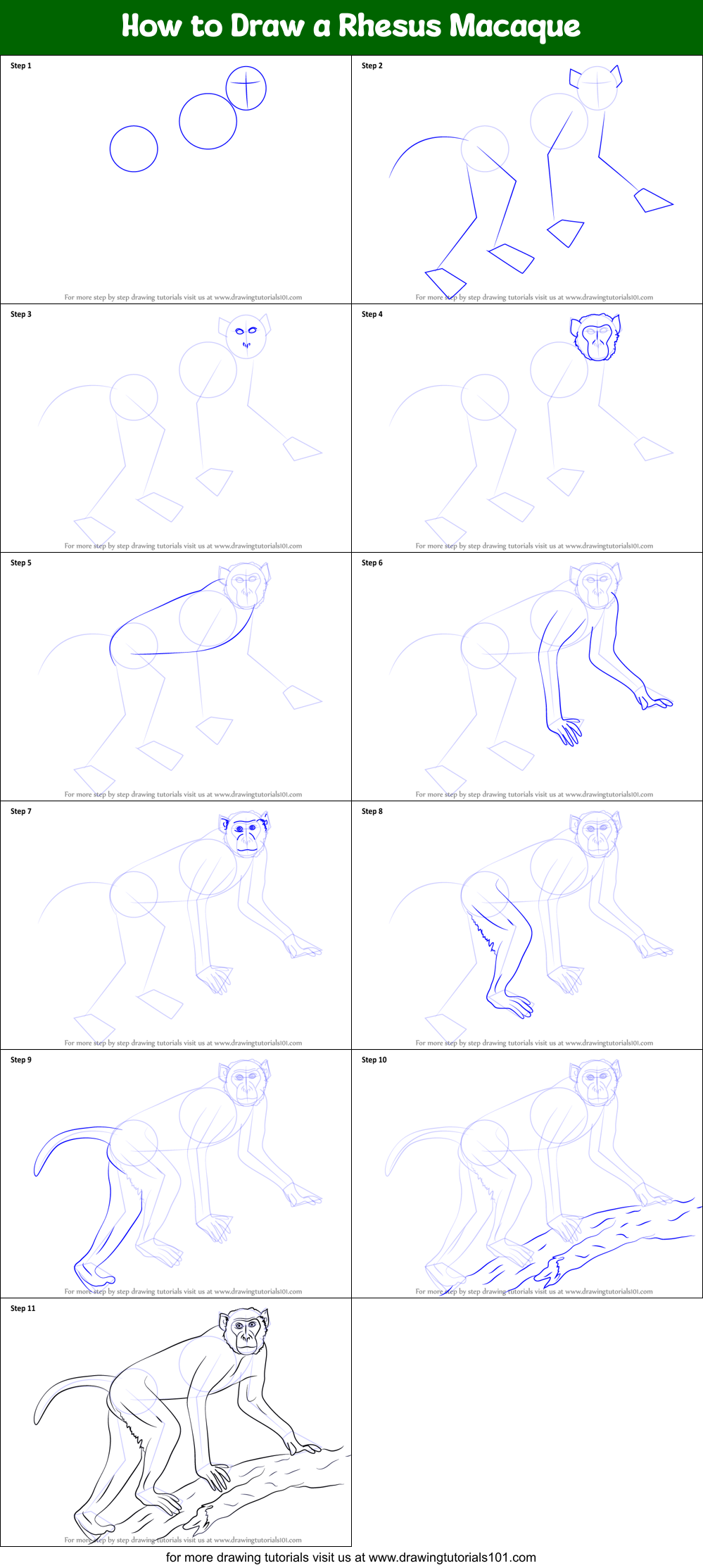 How to Draw a Rhesus Macaque Printable Step by Step