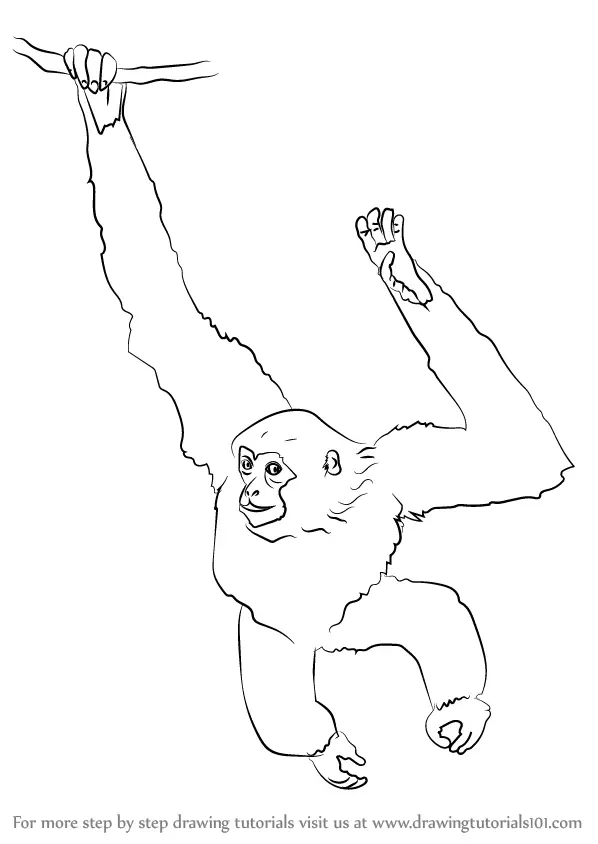 Learn How to Draw a Siamang (Primates) Step by Step : Drawing Tutorials