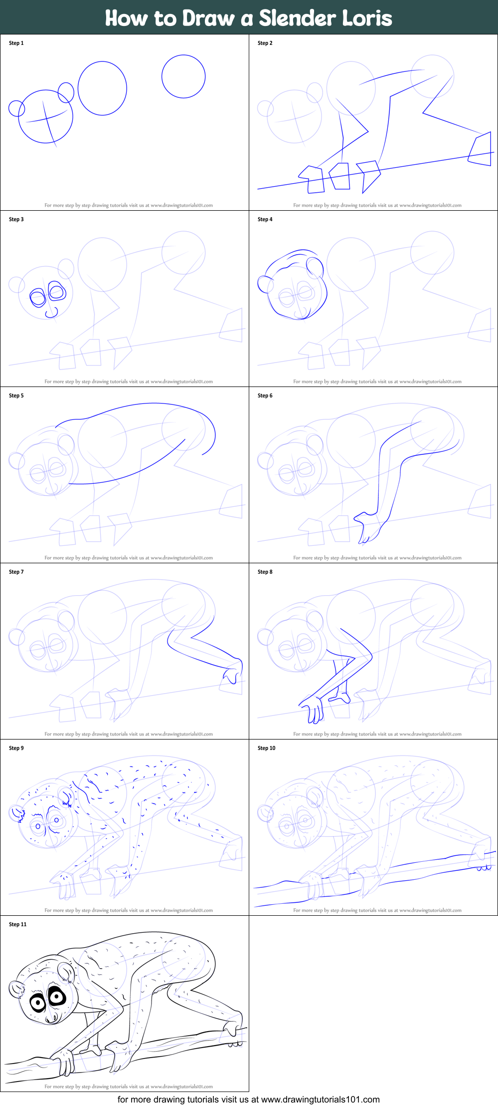 How to Draw a Slender Loris Printable Step by Step