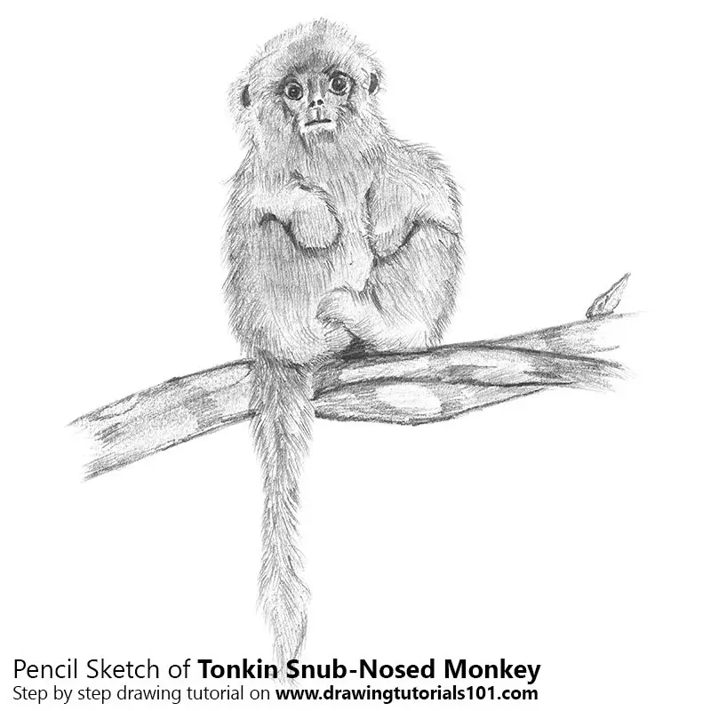 Pencil Sketch of Tonkin Snub-Nosed Monkey - Pencil Drawing