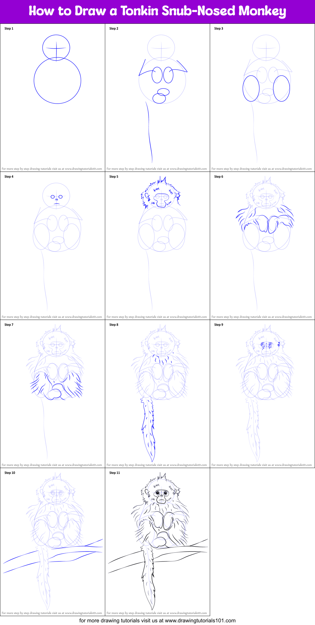 How to Draw a Tonkin Snub-Nosed Monkey Printable Step by Step