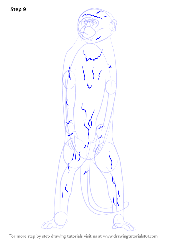 How to Draw a Vervet monkey (Primates) Step by Step