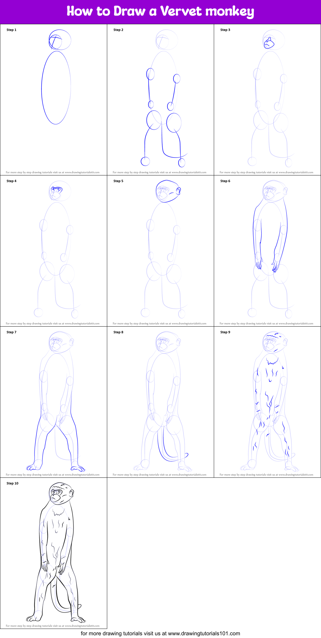 How to Draw a Vervet monkey Printable Step by Step
