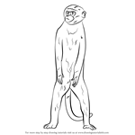 How to Draw a Vervet monkey