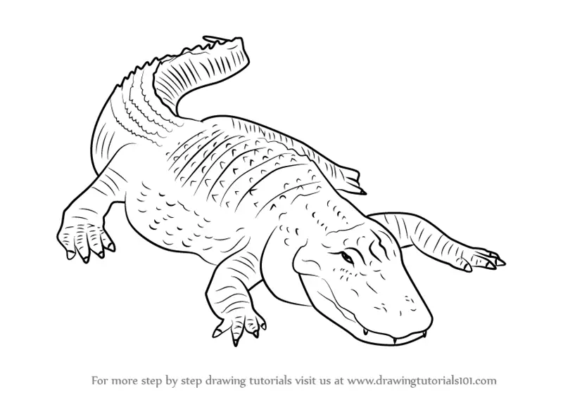 Crocodile Alligator Animal Art Realistic Drawing Pencil - Etsy