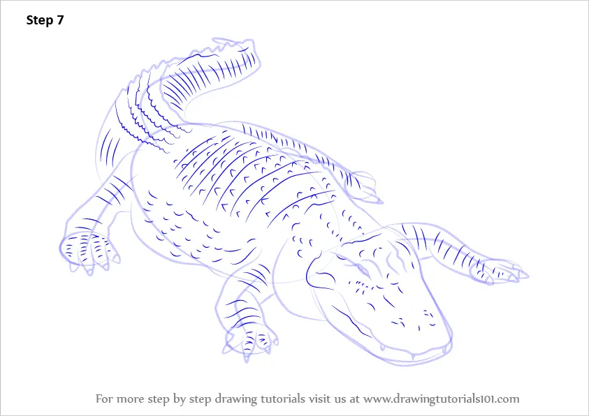Learn How to Draw an American alligator (Reptiles) Step by Step