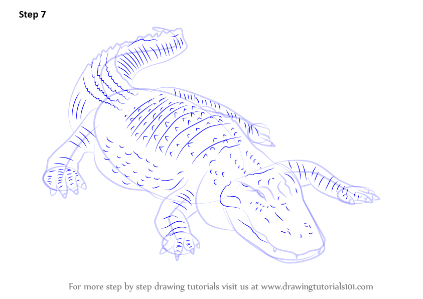 Learn How to Draw an American alligator (Reptiles) Step by Step