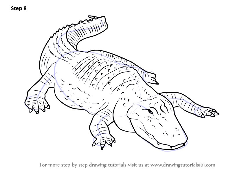 Learn How to Draw an American alligator Reptiles Step by 