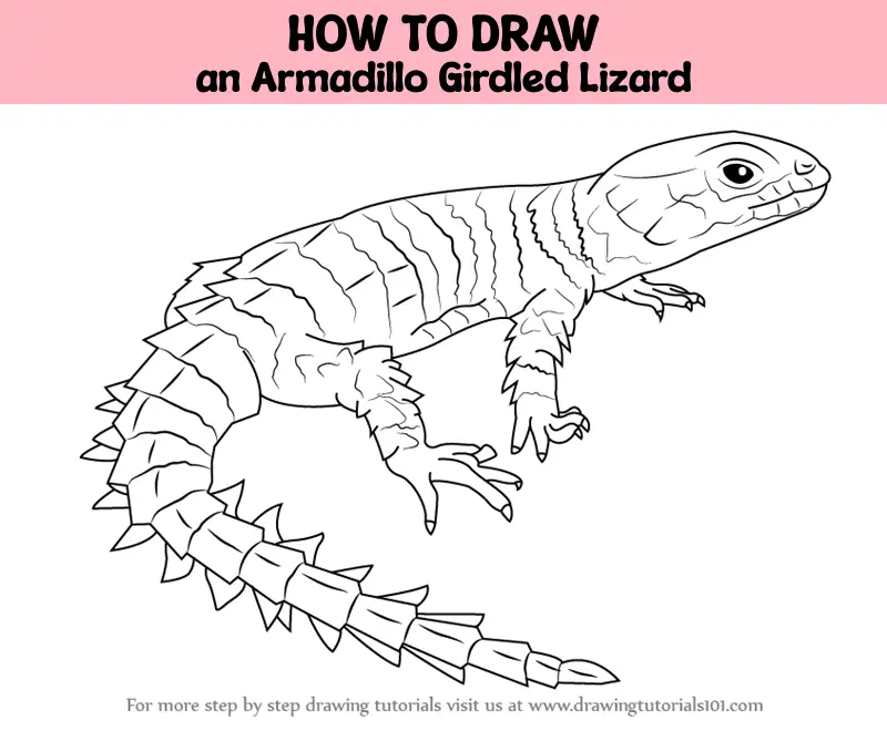 How to Draw an Armadillo Girdled Lizard (Reptiles) Step by Step ...