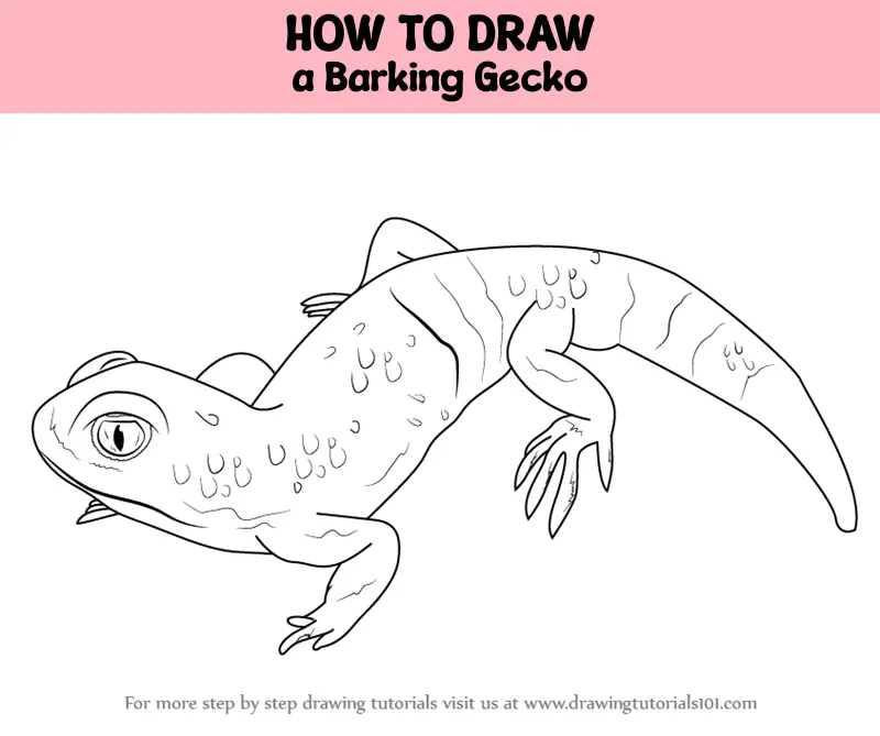 How to Draw a Barking Gecko (Reptiles) Step by Step ...
