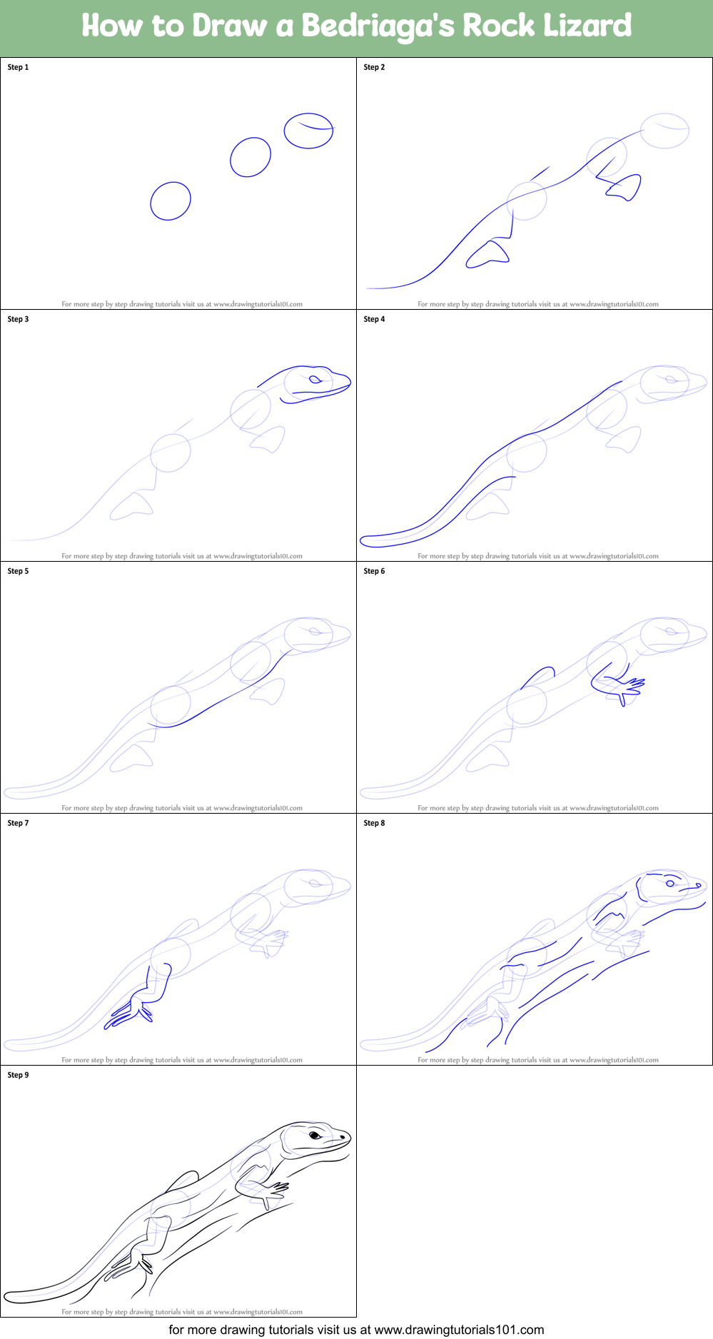 How to Draw a Bedriaga's Rock Lizard Printable Step by Step