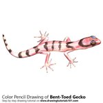 How to Draw a Bent-Toed Gecko