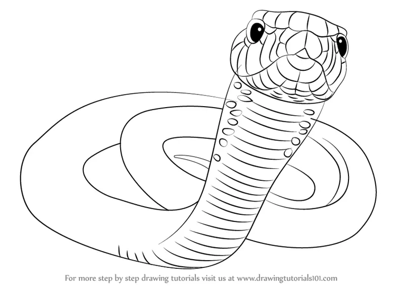 Learn How to Draw a Black Mamba (Reptiles) Step by Step : Drawing Tutorials