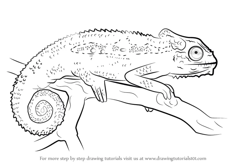 Chameleon - Elli Sofia - Drawings & Illustration, Animals, Birds, & Fish,  Other Animals, Birds, & Fish - ArtPal