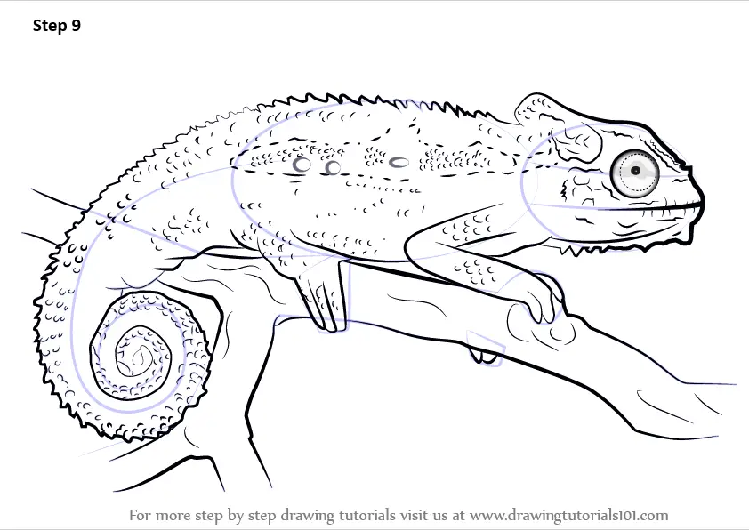 Learn How to Draw a Cape dwarf chameleon (Reptiles) Step by Step