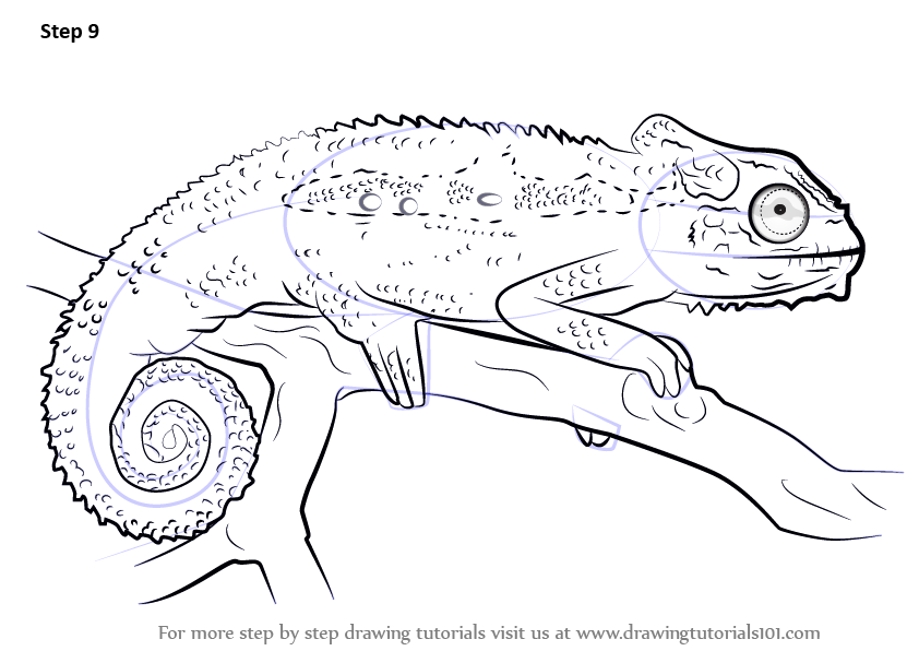 Learn How to Draw a Cape dwarf chameleon (Reptiles) Step by Step