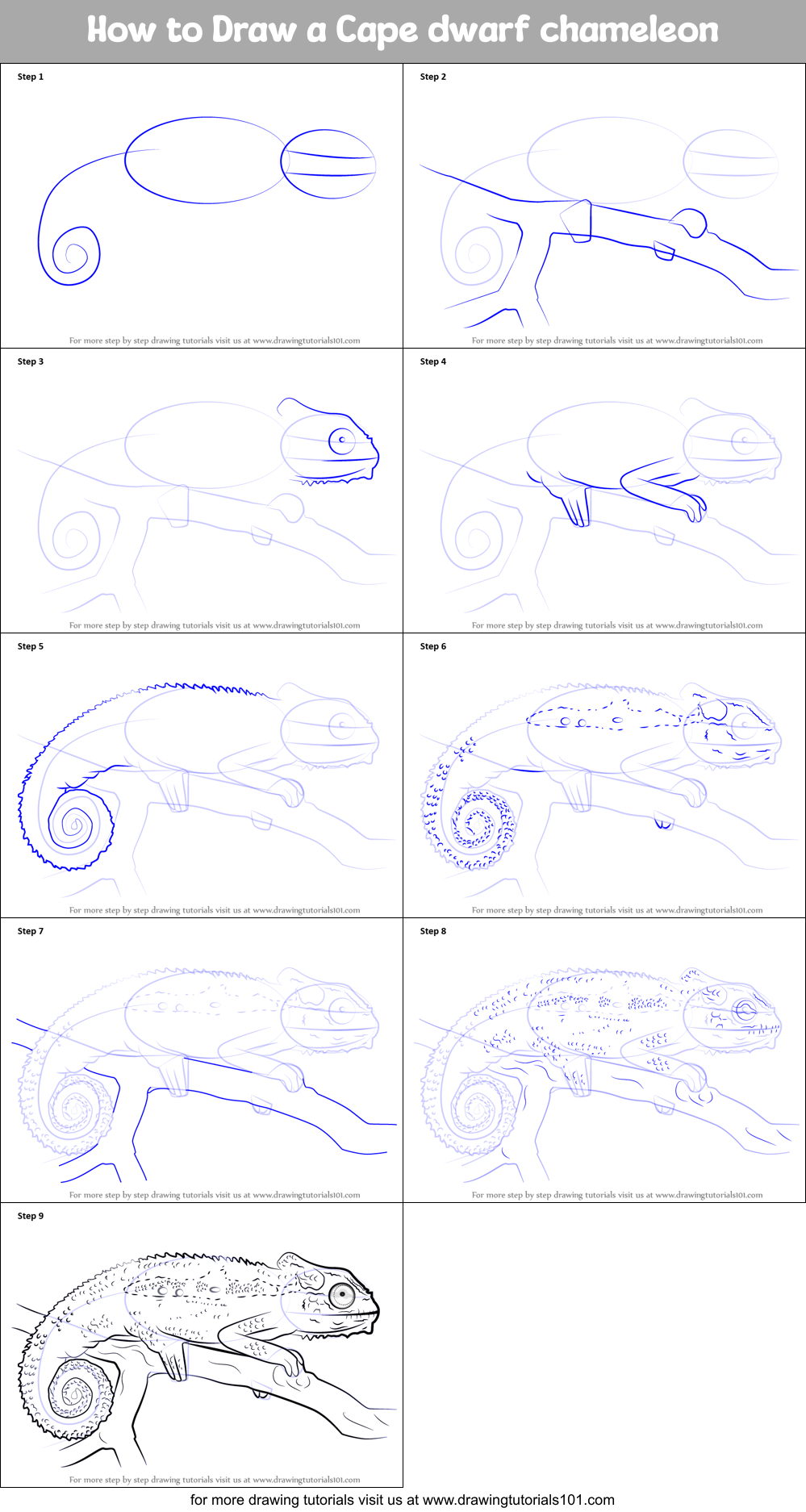 How to Draw a Cape dwarf chameleon Printable Step by Step