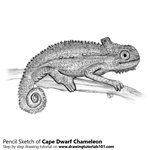 How to Draw a Cape dwarf chameleon