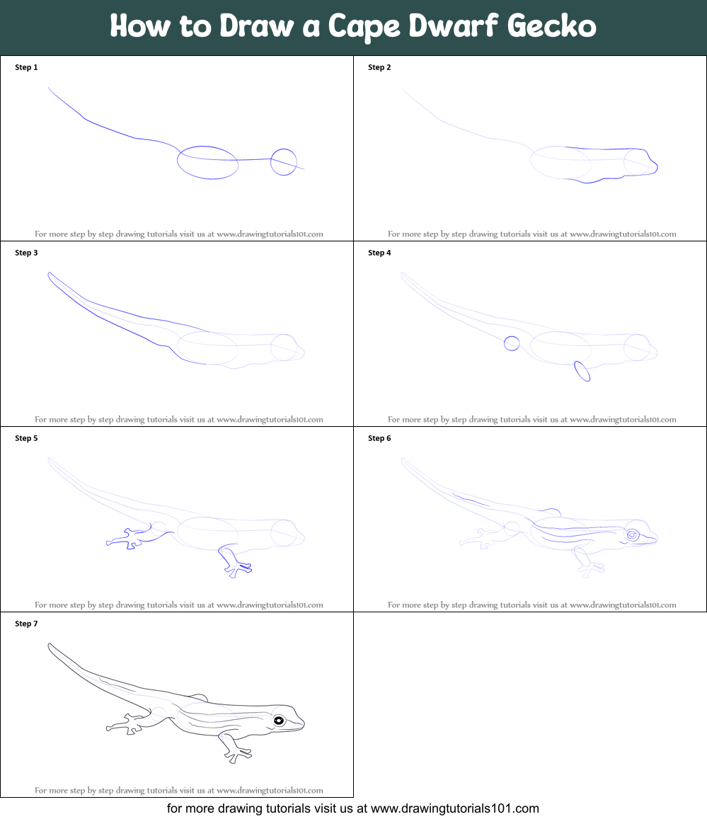 How to Draw a Cape Dwarf Gecko Printable Step by Step