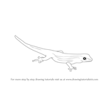 How to Draw a Cape Dwarf Gecko