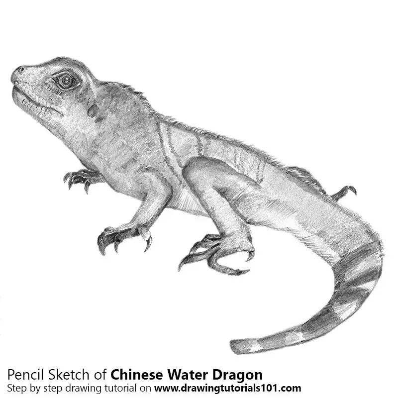 Pencil Sketch of Chinese water dragon - Pencil Drawing