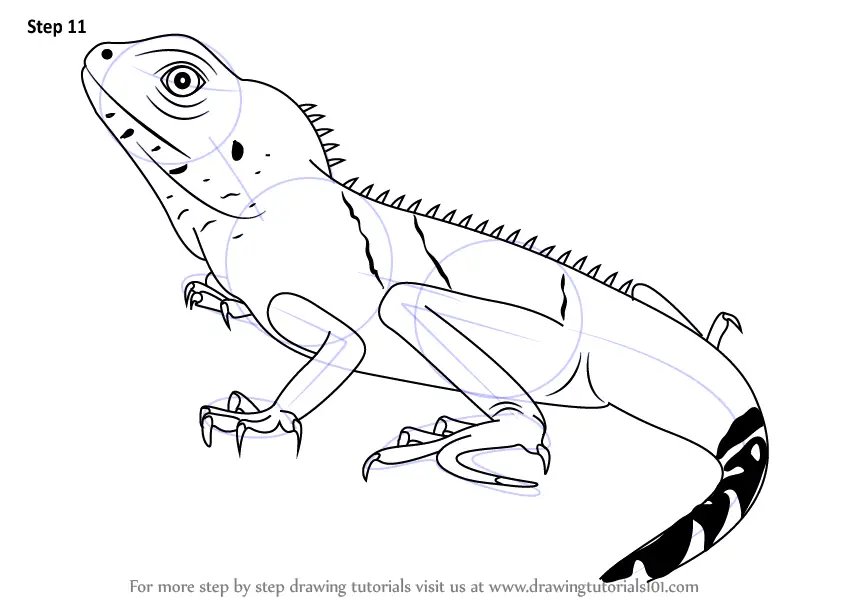 Learn How to Draw a Chinese water dragon (Reptiles) Step by Step