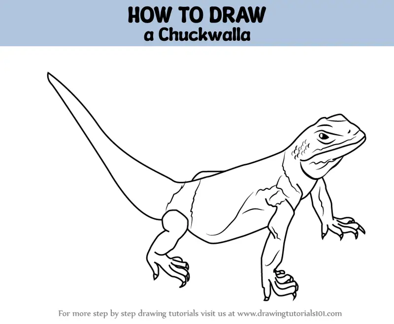 How to Draw a Chuckwalla (Reptiles) Step by Step | DrawingTutorials101.com