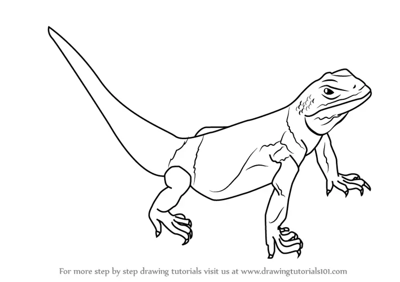 Learn How to Draw a Chuckwalla (Reptiles) Step by Step ...