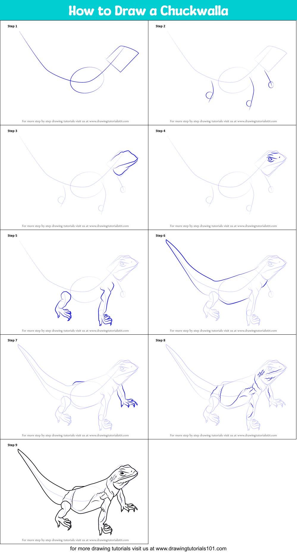 How to Draw a Chuckwalla Printable Step by Step