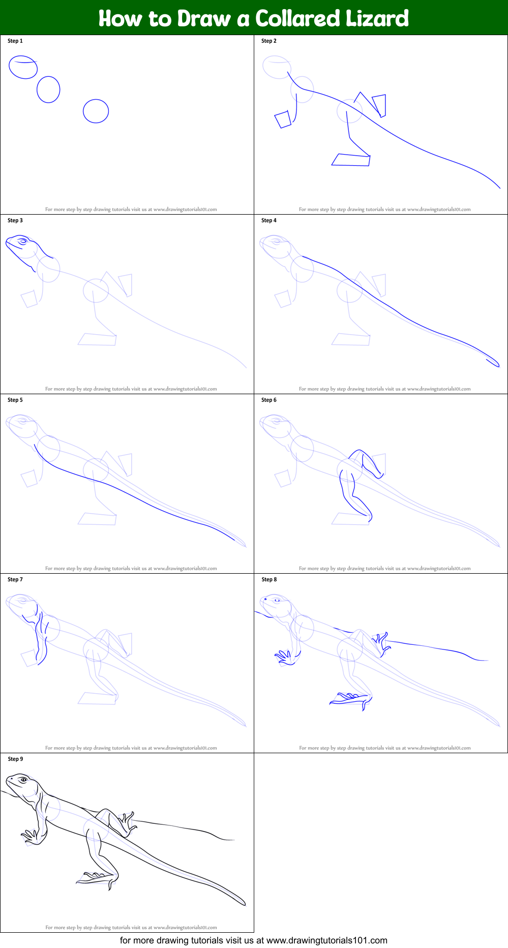 How to Draw a Collared Lizard Printable Step by Step