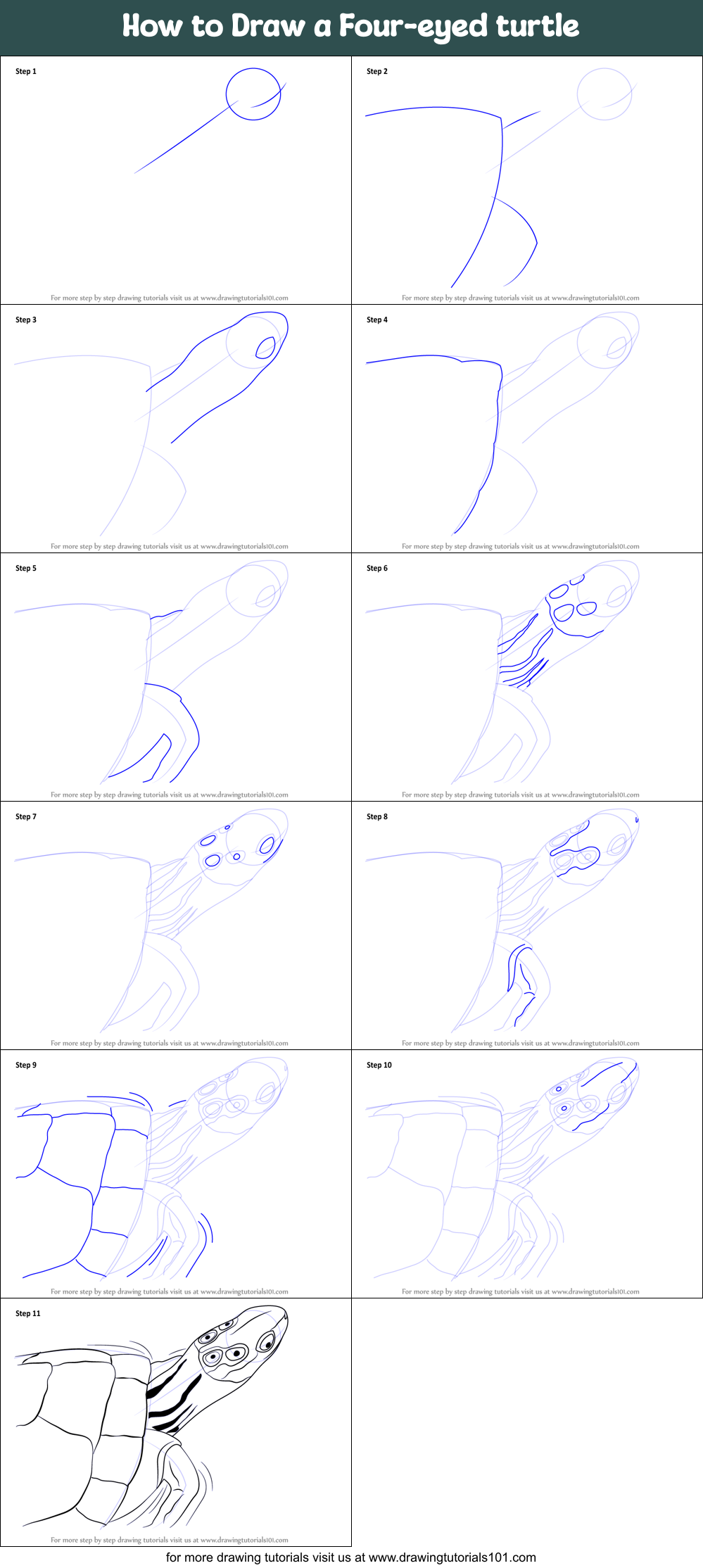 How to Draw a Four-eyed turtle Printable Step by Step