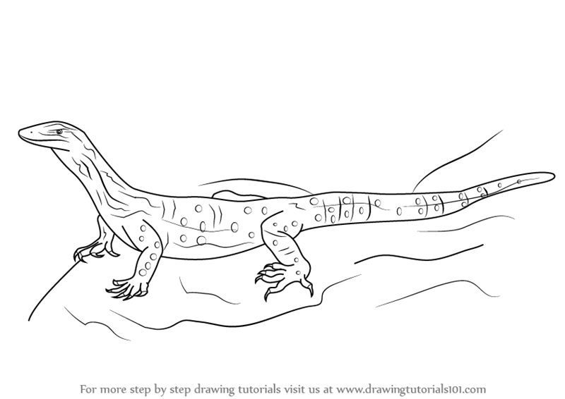 Step by Step How to Draw a Goanna : DrawingTutorials101.com