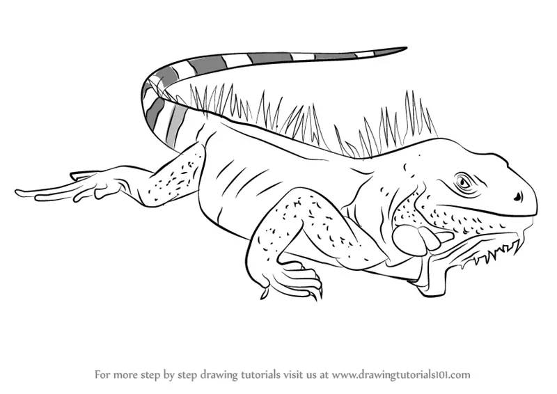 Learn How to Draw Iguana Lizard (Reptiles) Step by Step : Drawing Tutorials