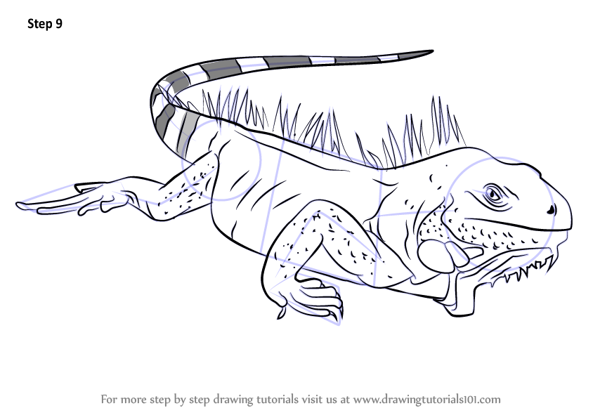 Learn How to Draw Iguana Lizard (Reptiles) Step by Step : Drawing Tutorials