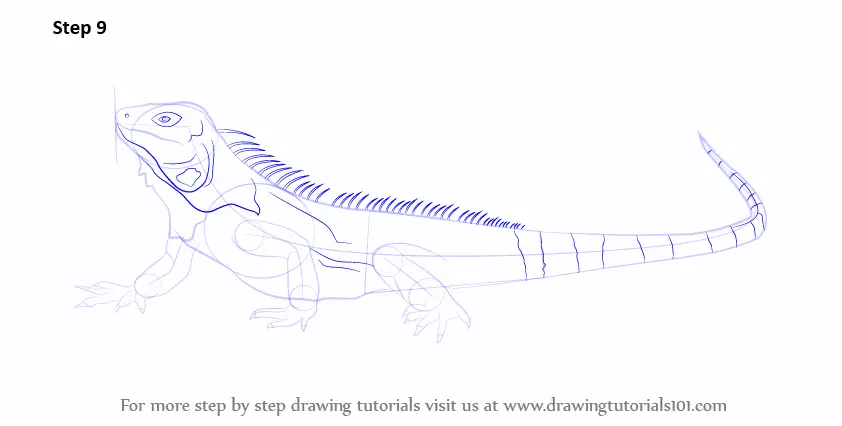 Learn How to Draw a Iguana (Reptiles) Step by Step : Drawing Tutorials