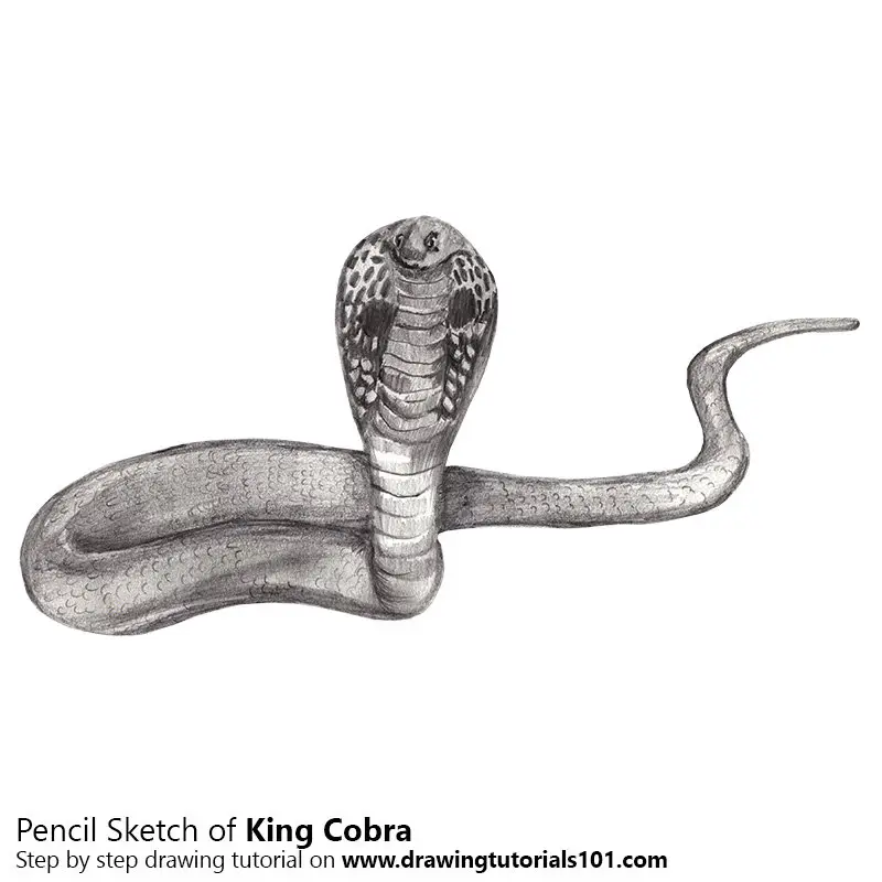 Pencil Sketch of King Cobra - Pencil Drawing