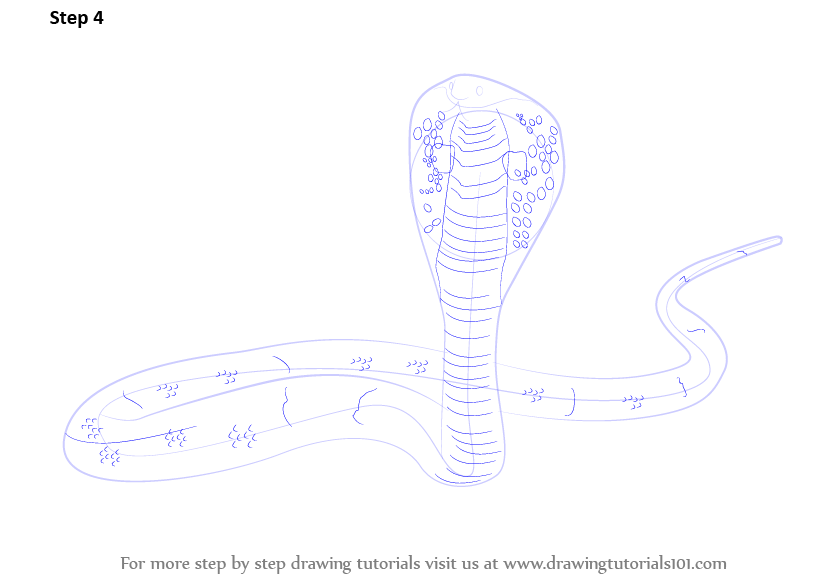 Learn How to Draw a King Cobra (Reptiles) Step by Step : Drawing Tutorials