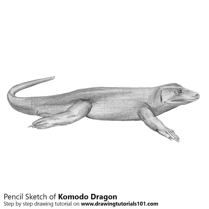 Pencil Sketch of Komodo Dragon - Pencil Drawing