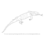 How to Draw a Monitor Lizard