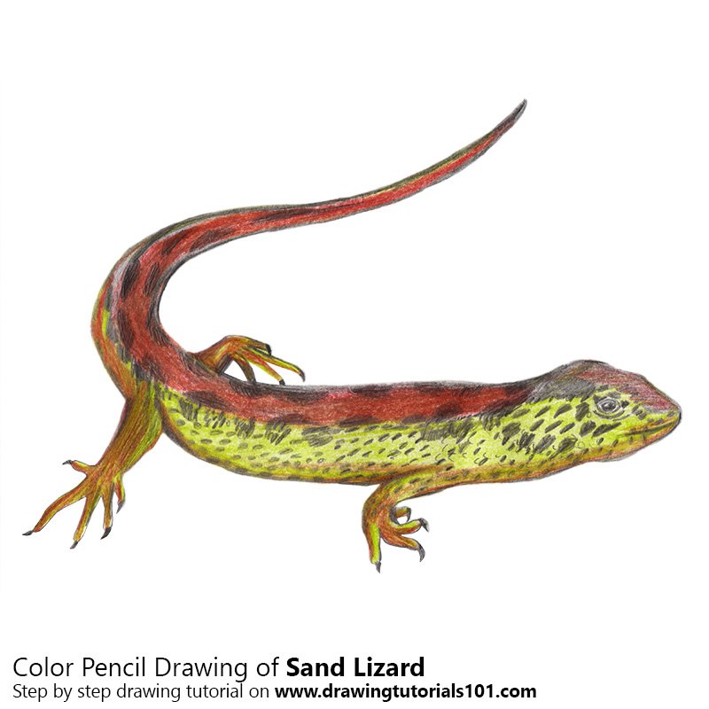 How to Draw a Sand Lizard by Color Pencils