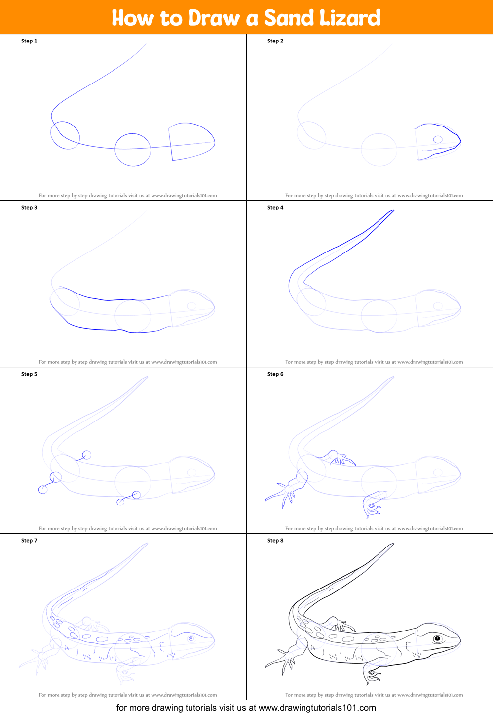 How to Draw a Sand Lizard Printable Step by Step