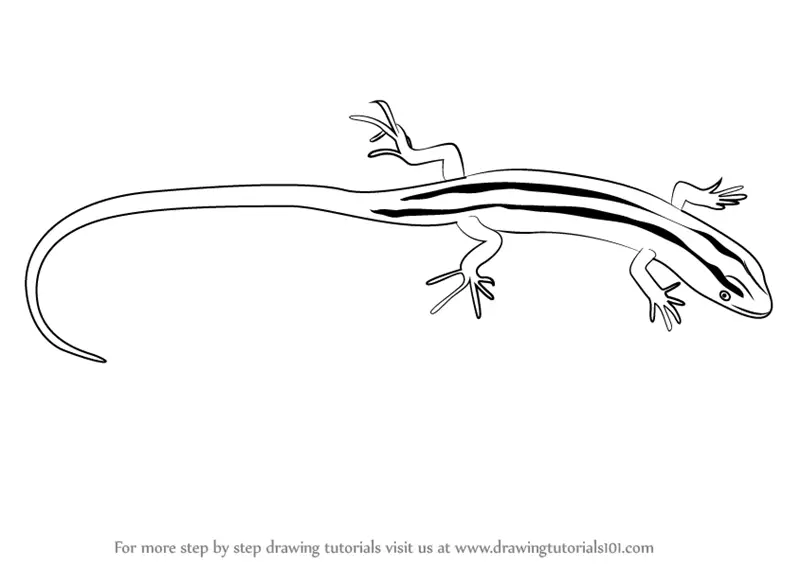 Learn How to Draw a Striped skink (Reptiles) Step by Step : Drawing