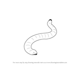 How to draw a Worm Lizards