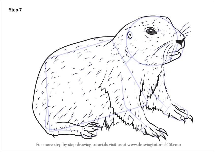 Learn How to Draw a Baby Prairie Dog Rodents Step by